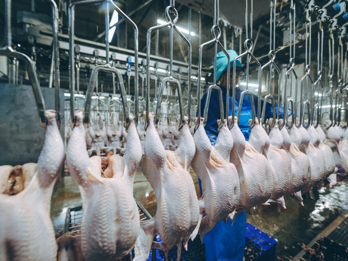 Workers at poultry, swine processing plants are at high risk of injury, need more protection, new studies conclude